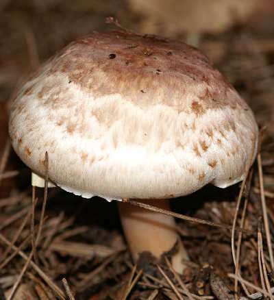 Funghi da determinare